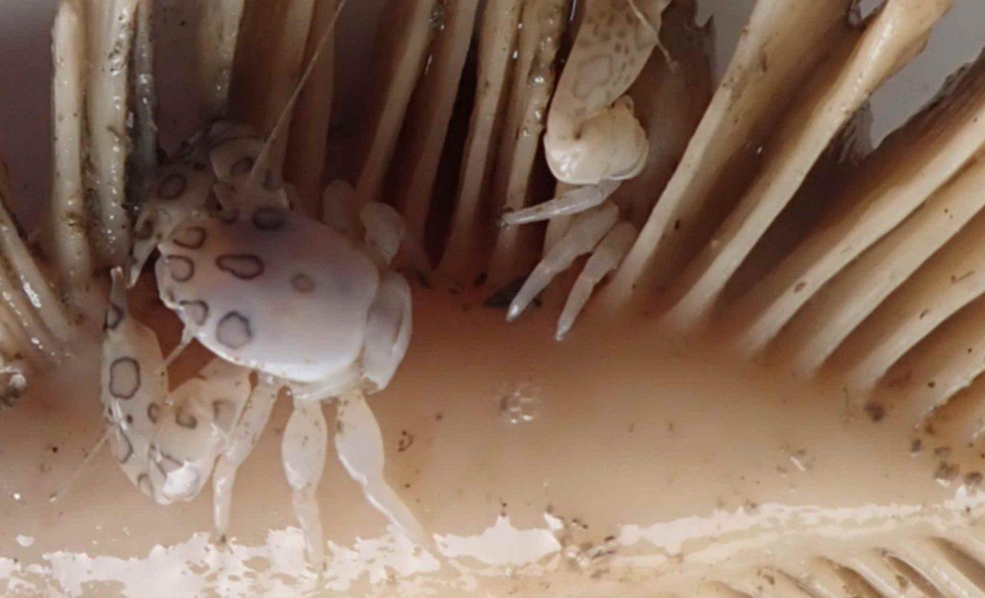 This tiny crab and a glowing shark fooled scientists for decades