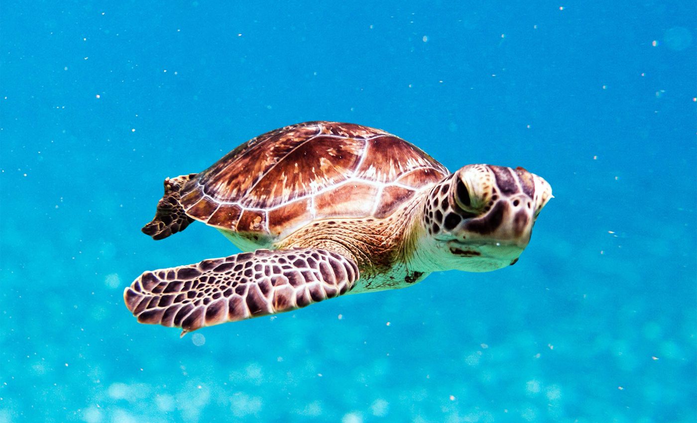 Scientists learn how baby sea turtles find their way across thousands of miles of oceans