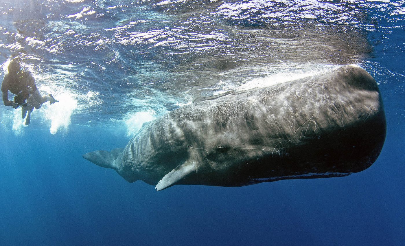 Breakthrough declared in deciphering whale language and their 'click code'