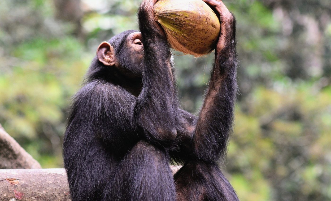 Chimpanzees weigh evidence before making decisions, just like humans