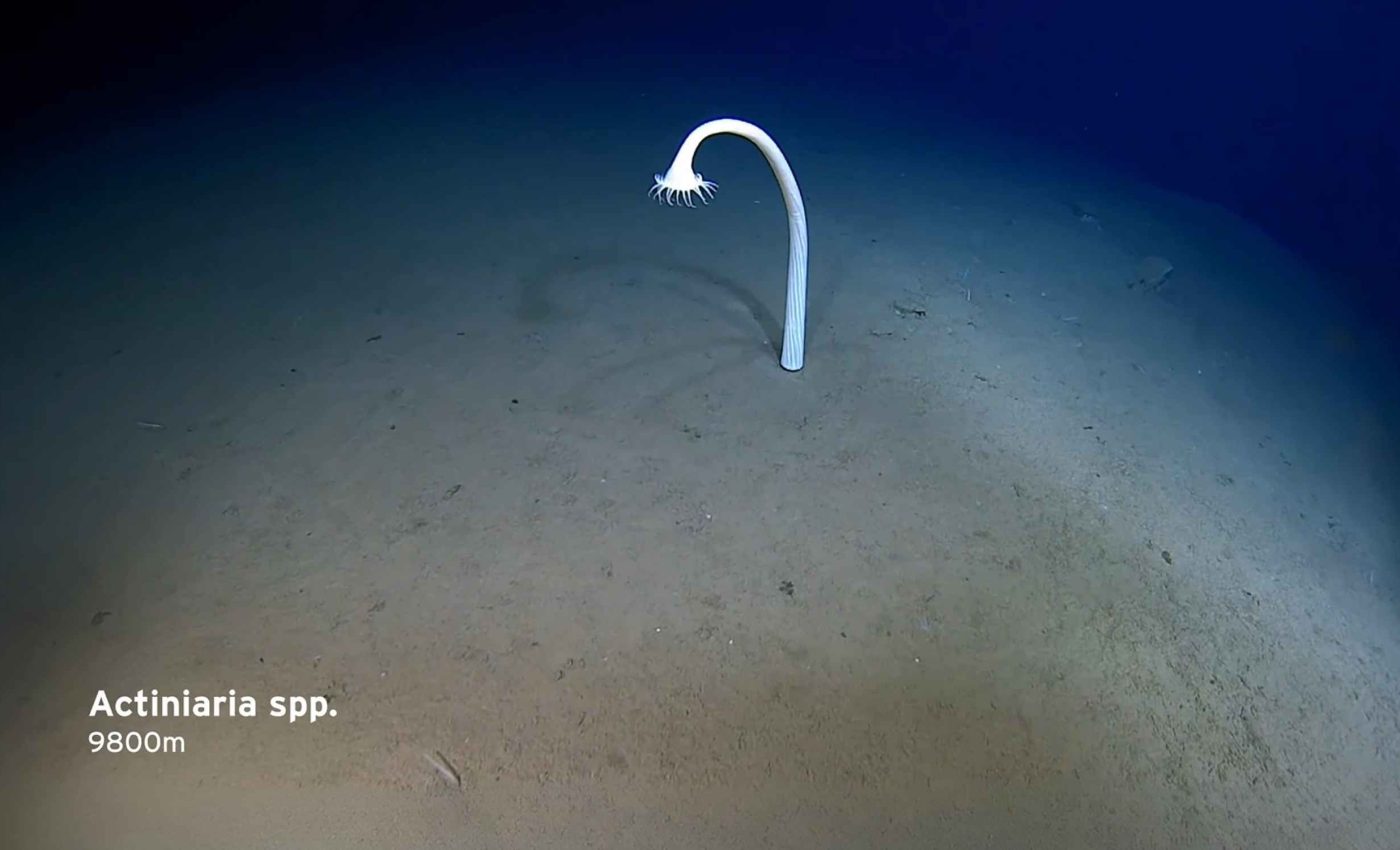 Over 30,000 animals captured on video in a deep trench never seen before