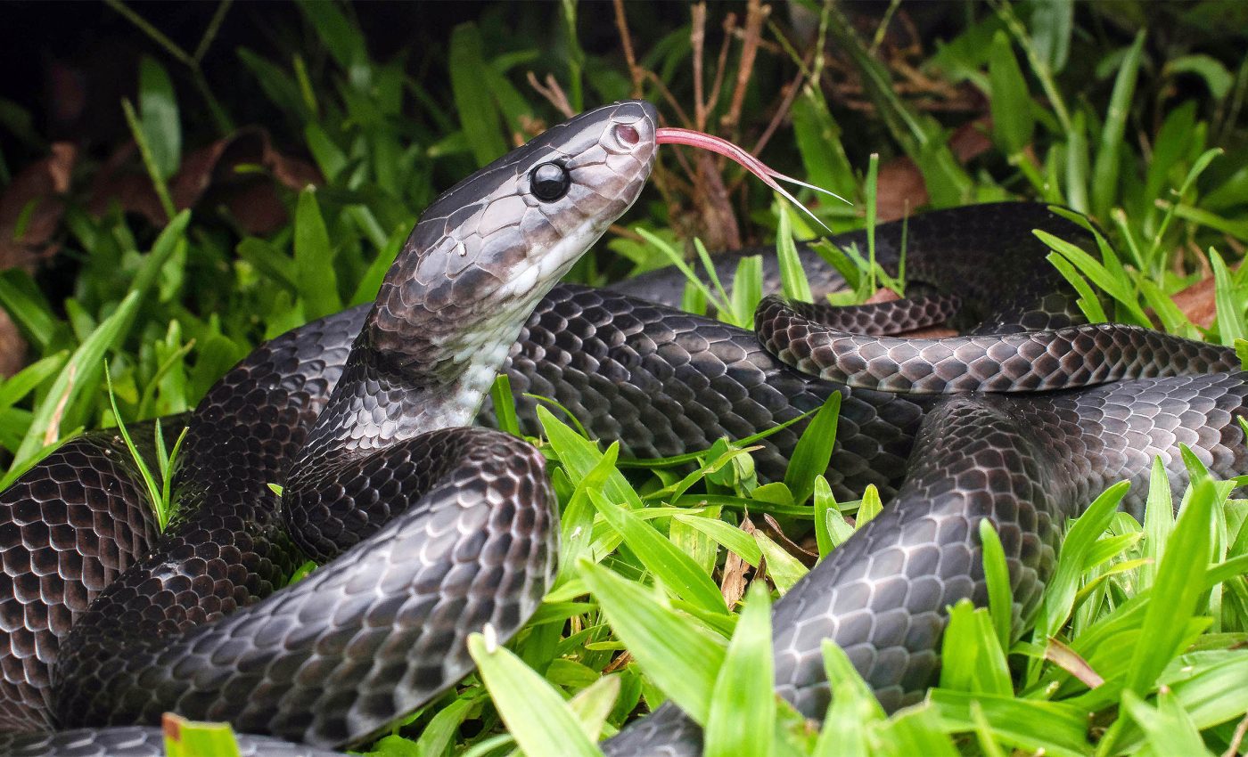 New wolf snake species named in honor of Steve Irwin