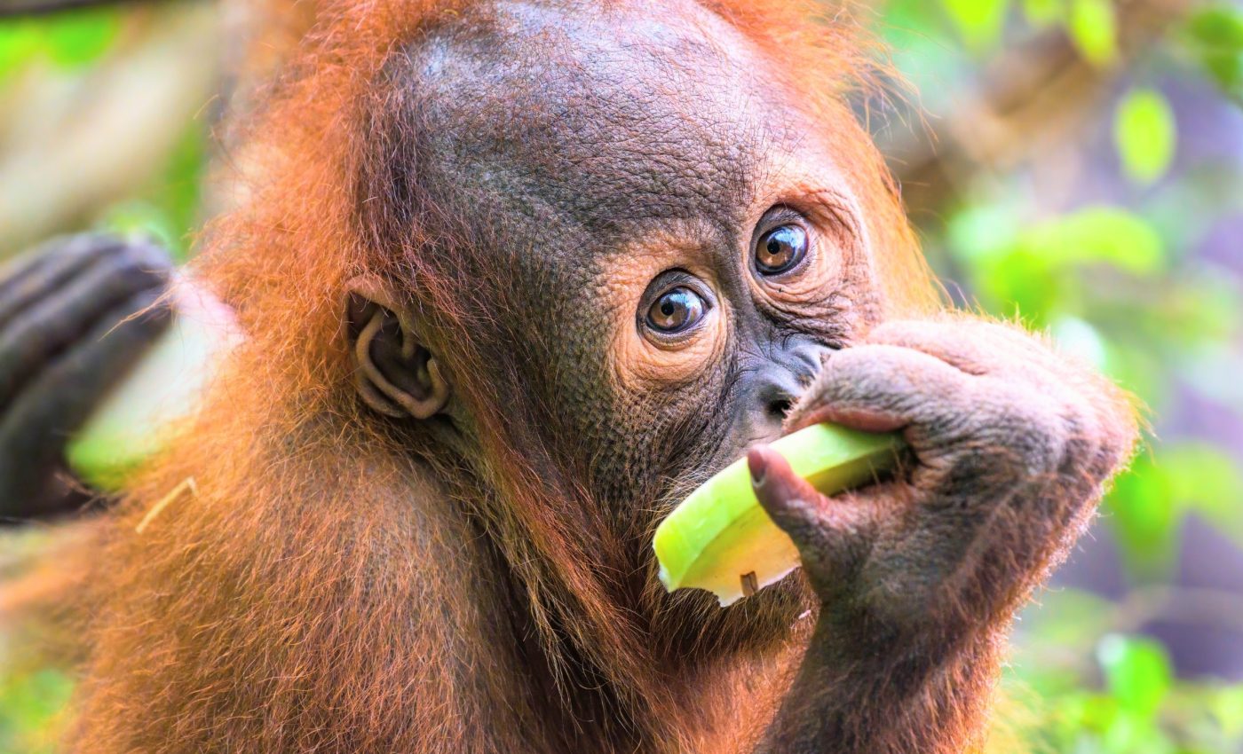 Orangutans need years of guidance to learn what’s safe to eat