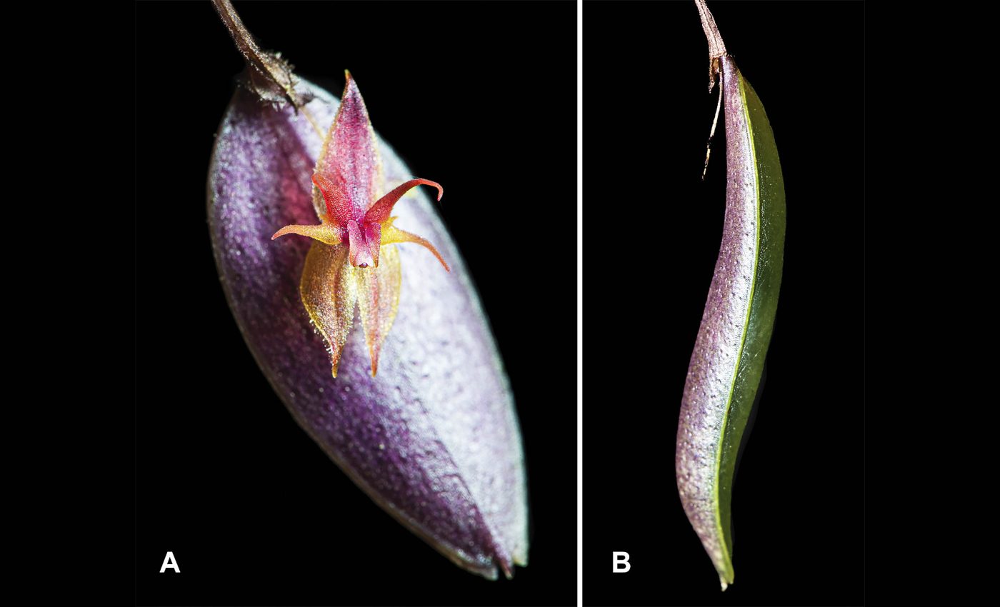 Newly-discovered orchid is already on the brink of extinction