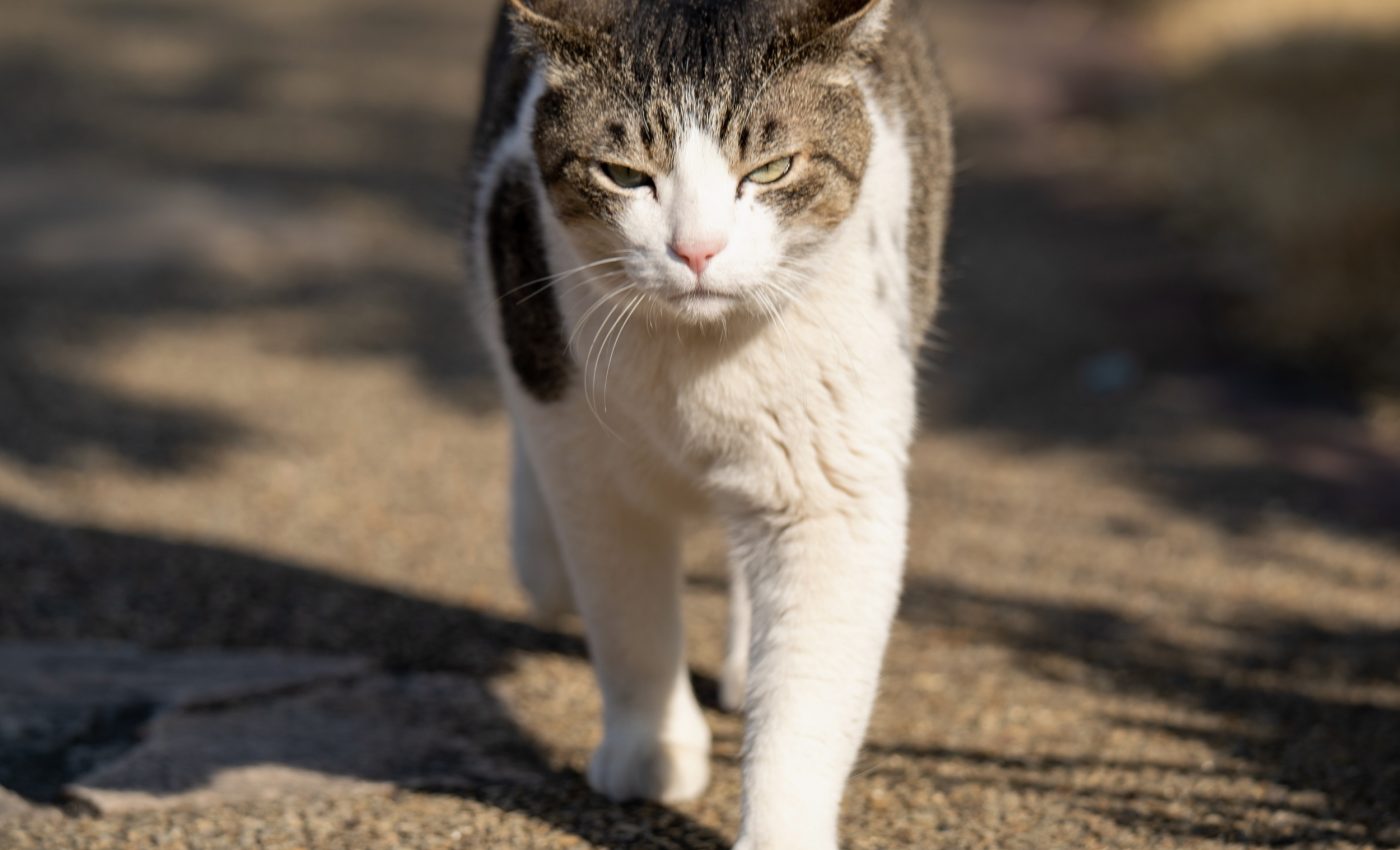 Cats are on the prowl - and they’re not just hunting birds anymore