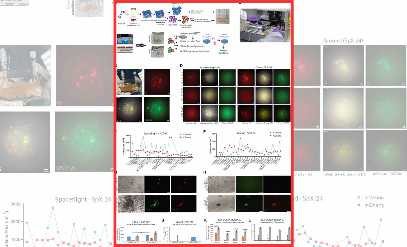Space travel pushes human stem cells into an accelerated aging pattern