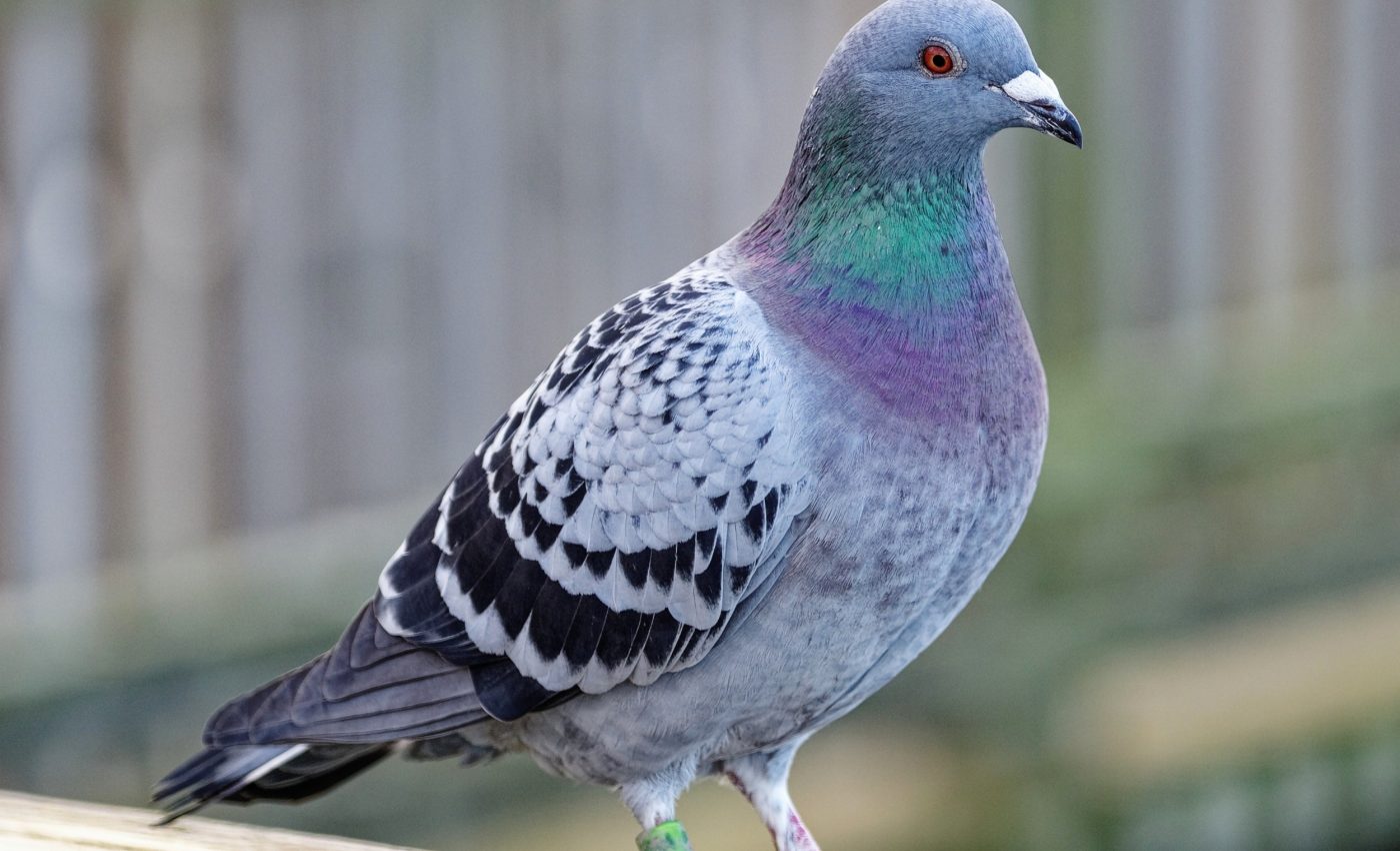 Pigeons navigate using a ‘dark compass’ buried in the inner ear