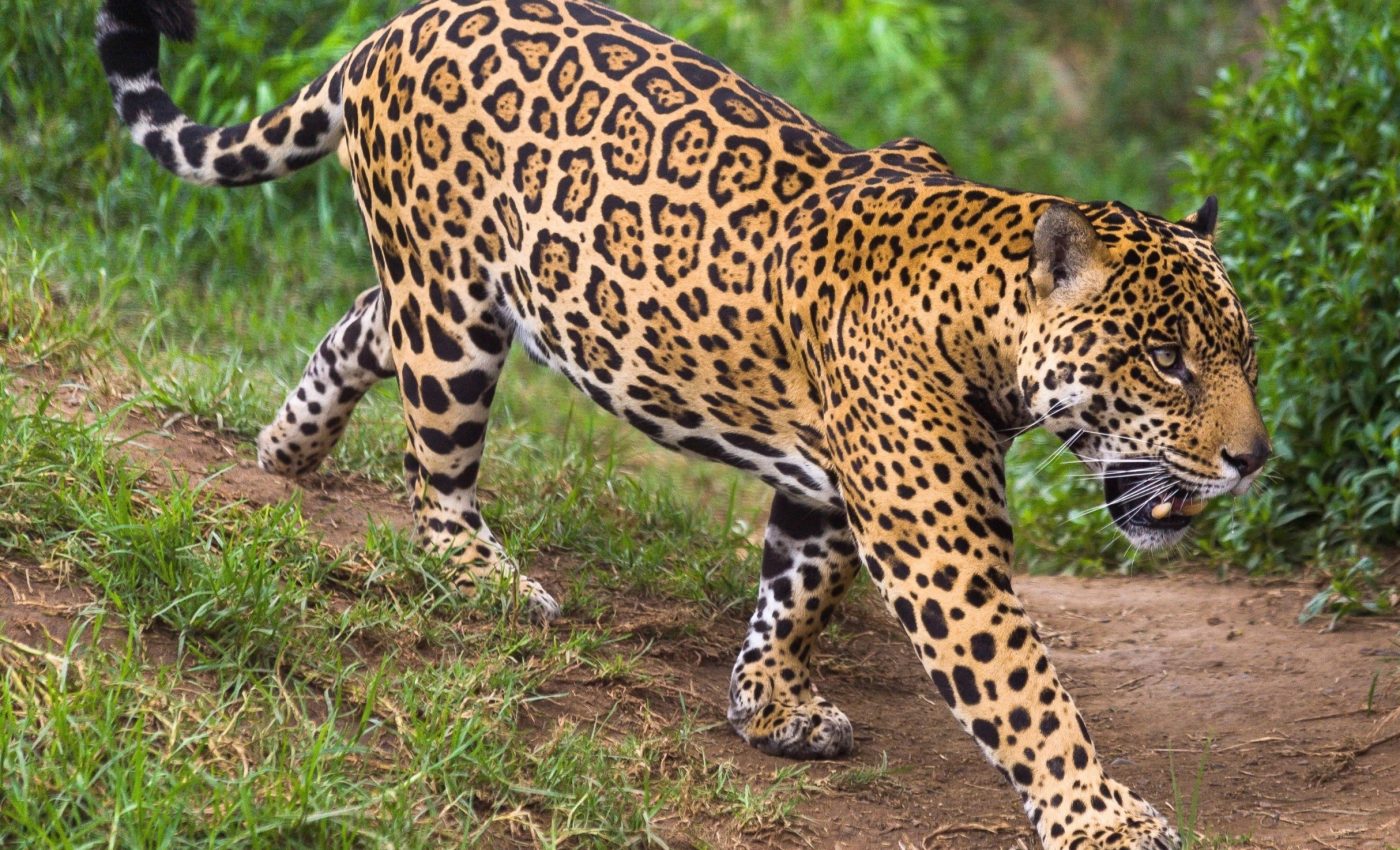 How four predators manage to coexist in one rainforest