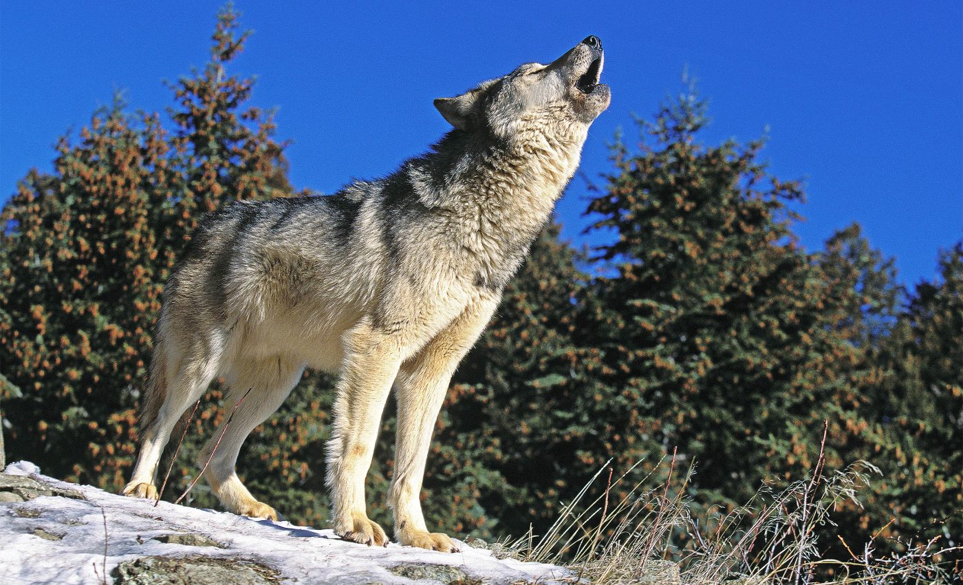 Gray wolves lived with ancient humans on a tiny island, upending the dog domestication debate