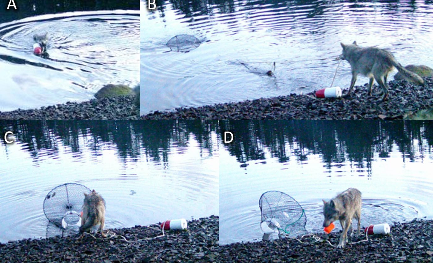 Wolves in the wild are caught on video seemingly using 'tools' to get food