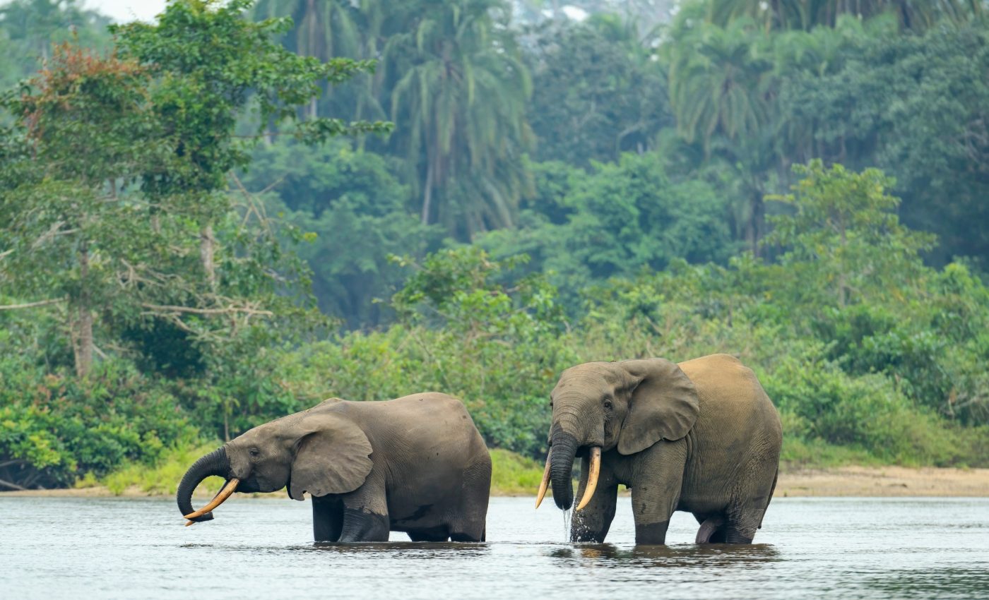 Africa’s forests have flipped from carbon sink to carbon source