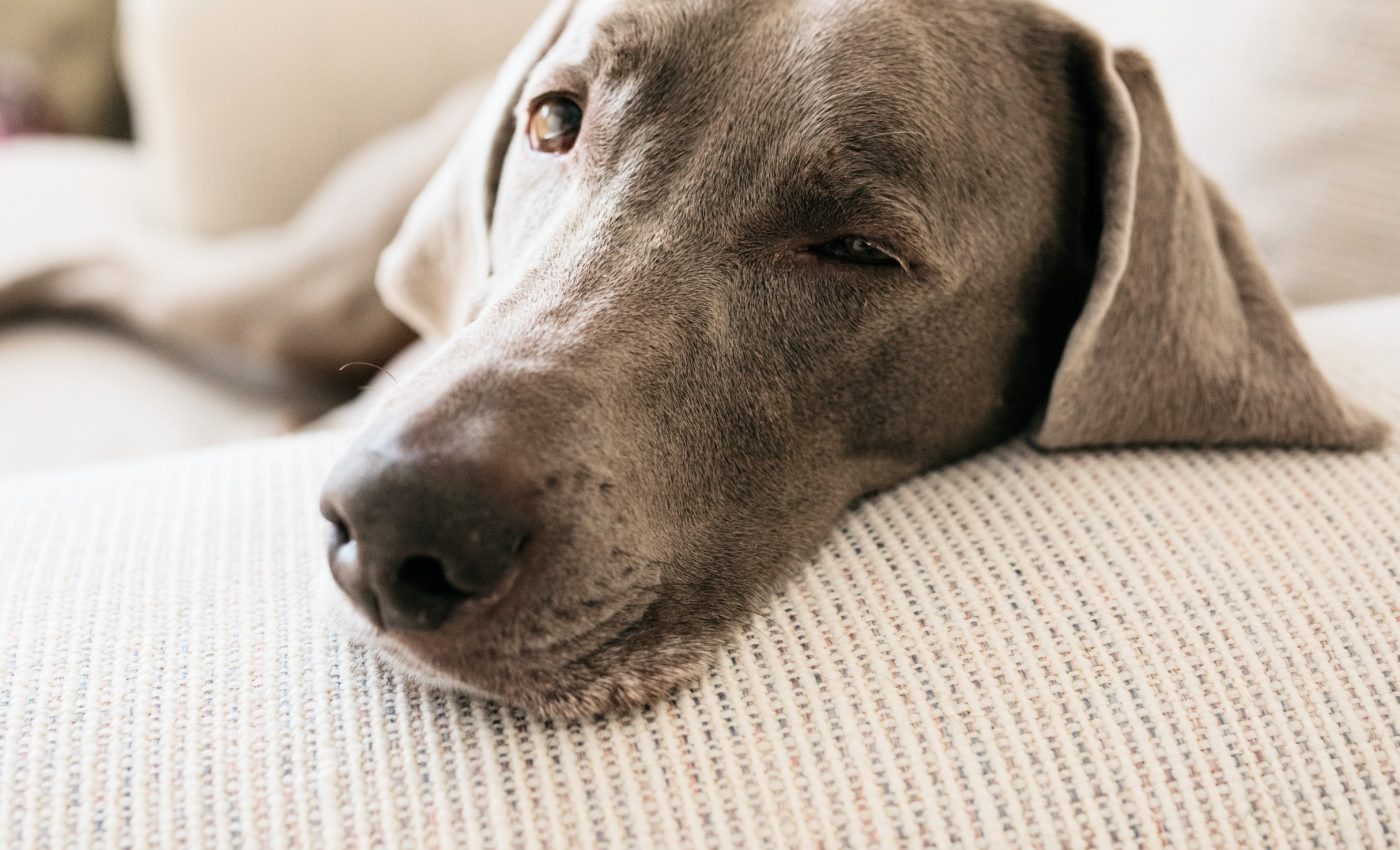 Does CBD have a calming effect on dogs? A new study offers answers