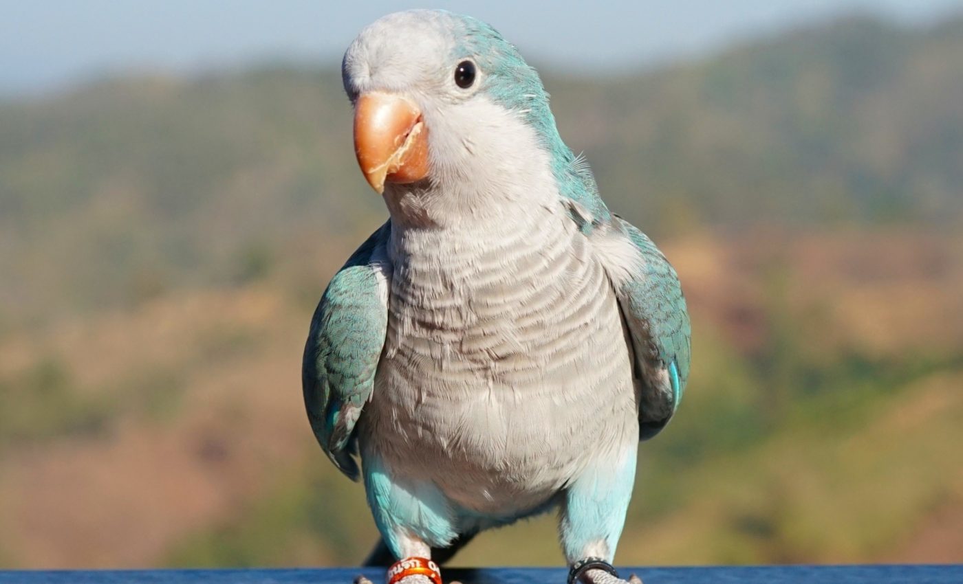 Parakeets don't rush into new friendships - they move cautiously