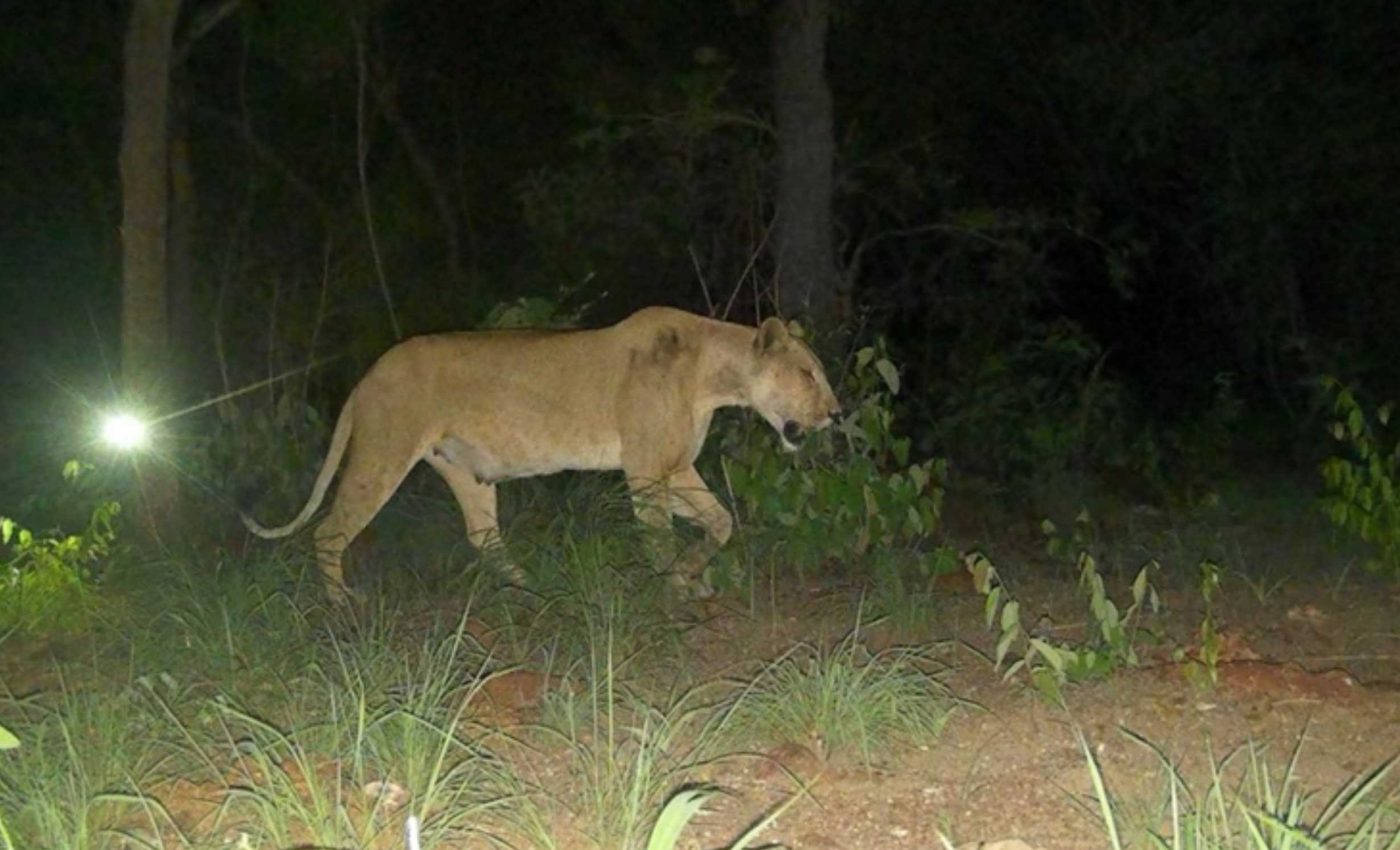 Nursing lioness captured by a camera trap for the first time in six years