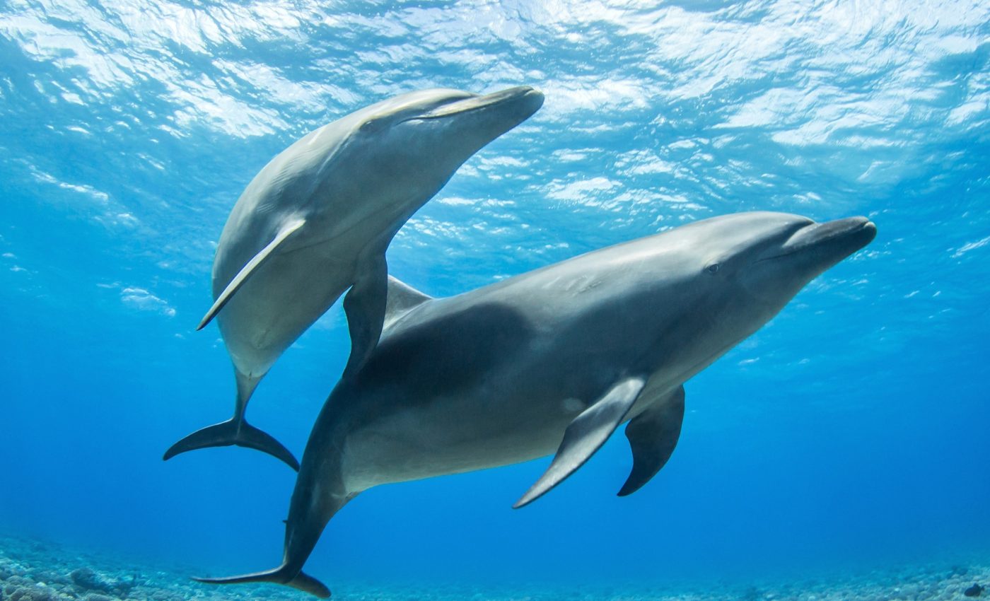 Forever chemicals found at unprecedented levels in marine animals