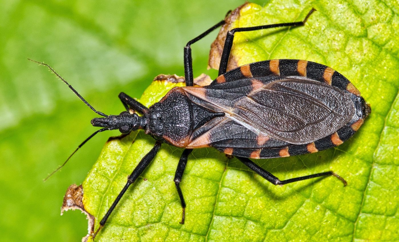 Deadly disease that can damage the heart for years with no symptoms is spreading in the US