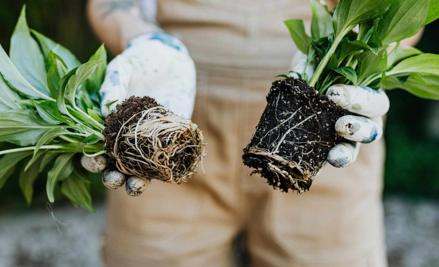Simple kitchen waste product makes plants grow taller and stronger, outperforming fertilizers