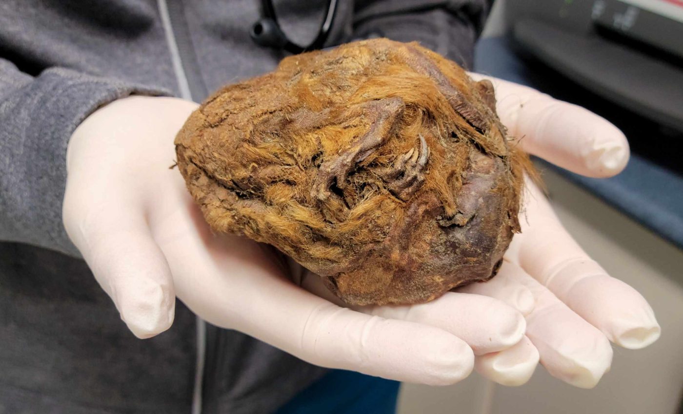 What looked like a piece of mud turned out to be a 30,000-year-old squirrel