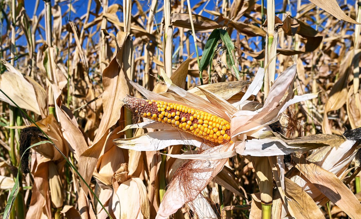 Earth has become a planet where the air is always thirsty, and that's quickly drying out the land