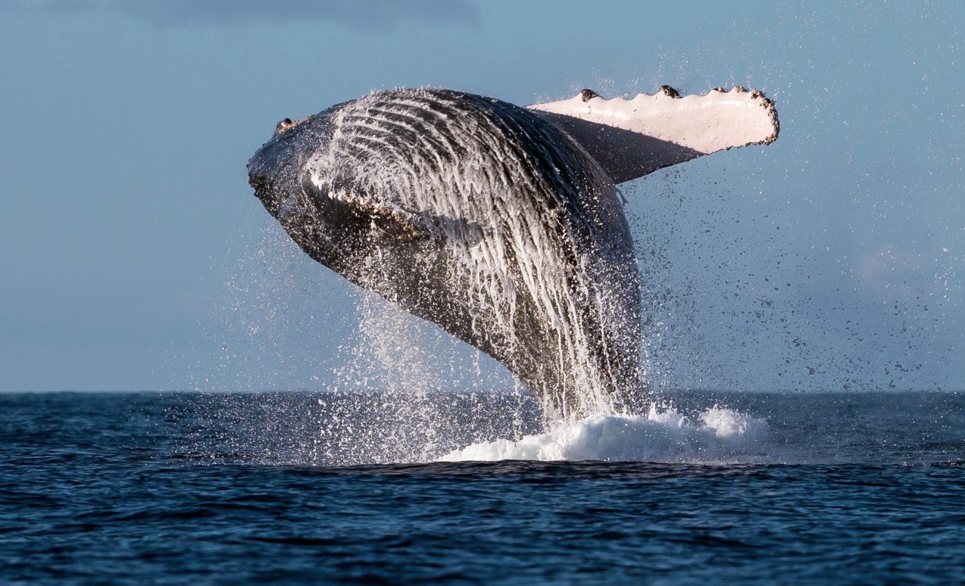 How humpback whales became a conservation success story