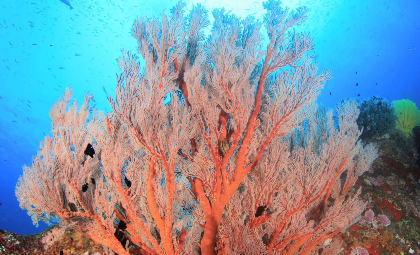 Coral reefs have regulated Earth's climate for millions of years