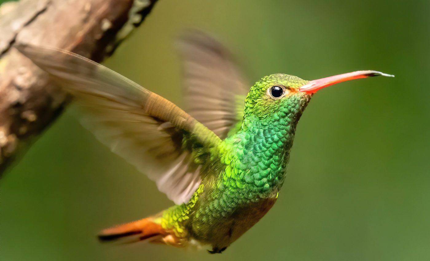 Bird services that keep ecosystems stable are vanishing