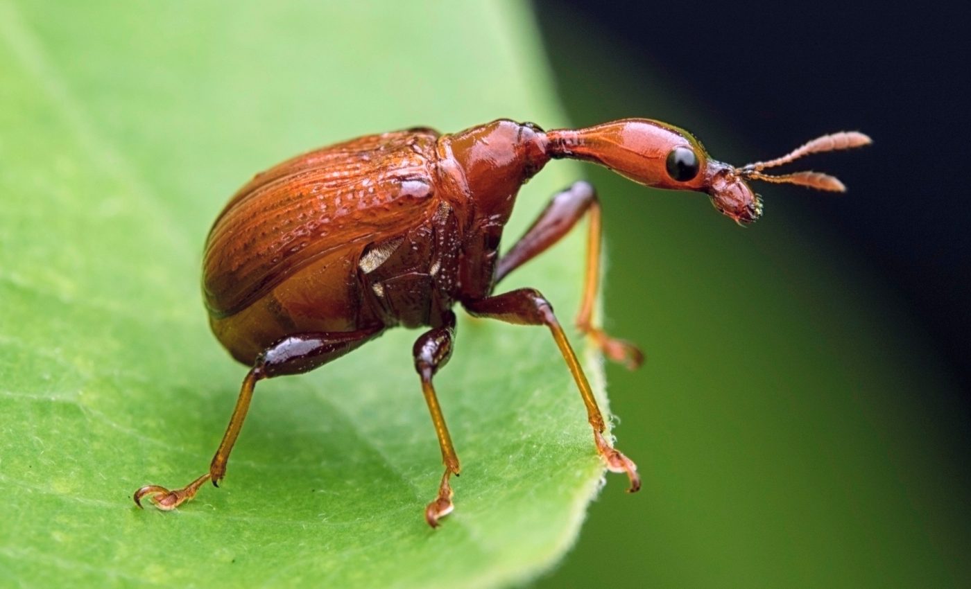 Intense sexual selection sparks rapid evolutionary change in beetles
