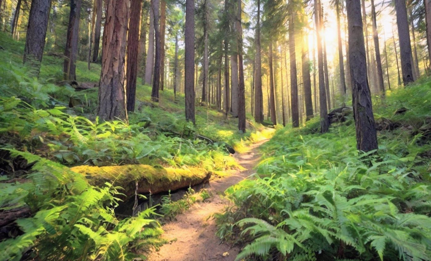 Hotter, drier soils are changing how forests breathe nitrogen