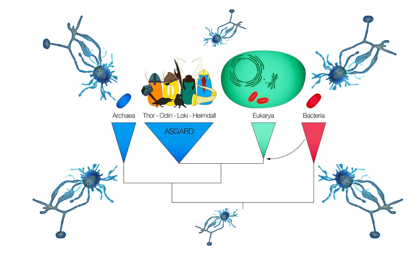 Humans and all life on Earth trace their roots to a common ancestor called 'Asgardians'