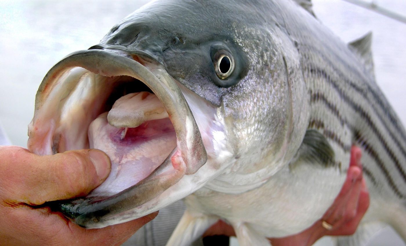 Striped bass are in trouble - and new research reveals the cause