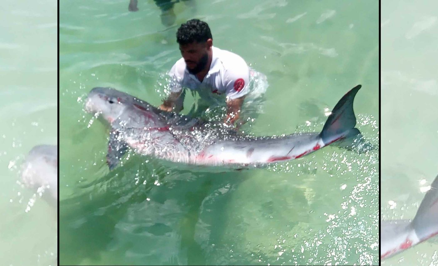 Rare pygmy sperm whale dies after swallowing a plastic bag