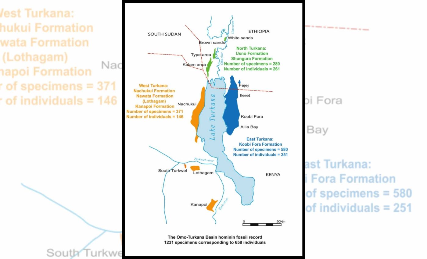 Largest fossil database ever compiled rewrites the human origin story