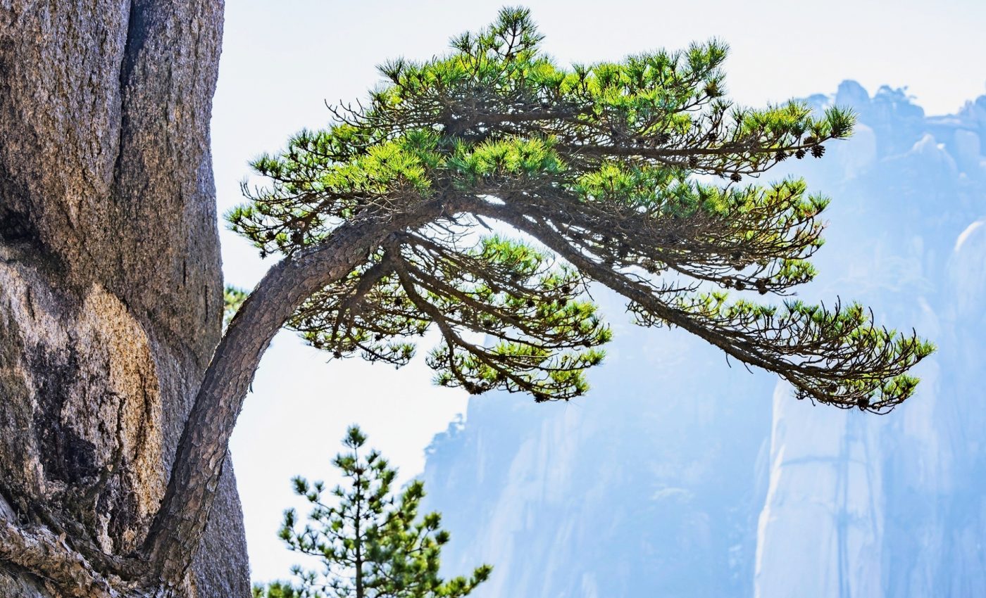 Ancient wood uncovers a lost era of rains that fueled early China