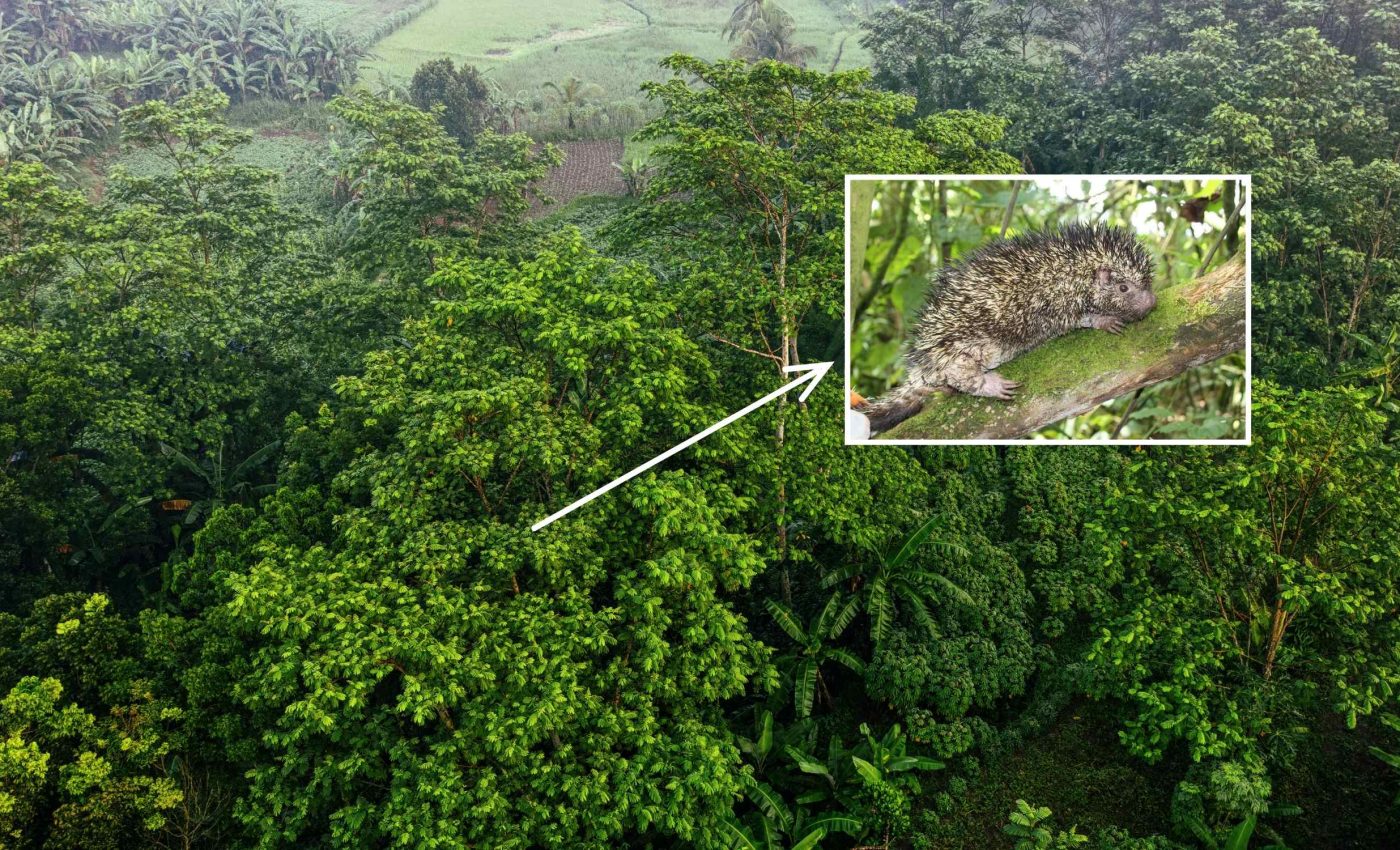 Rare creature with long and sharp spines is found to be a new species