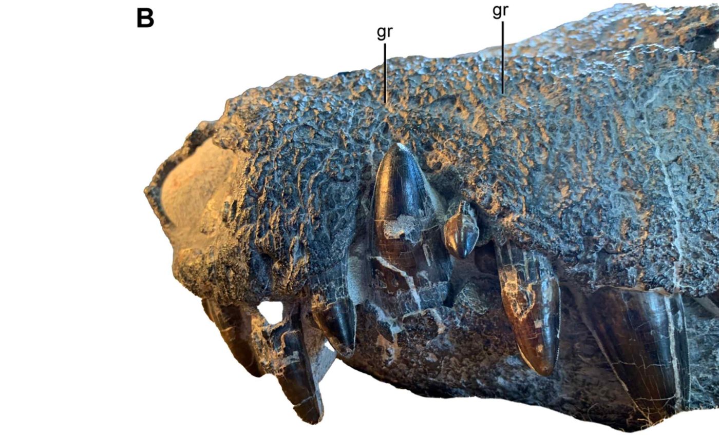 Scientists find the skeleton of a killer crocodile that hunted dinosaurs 70 million years ago