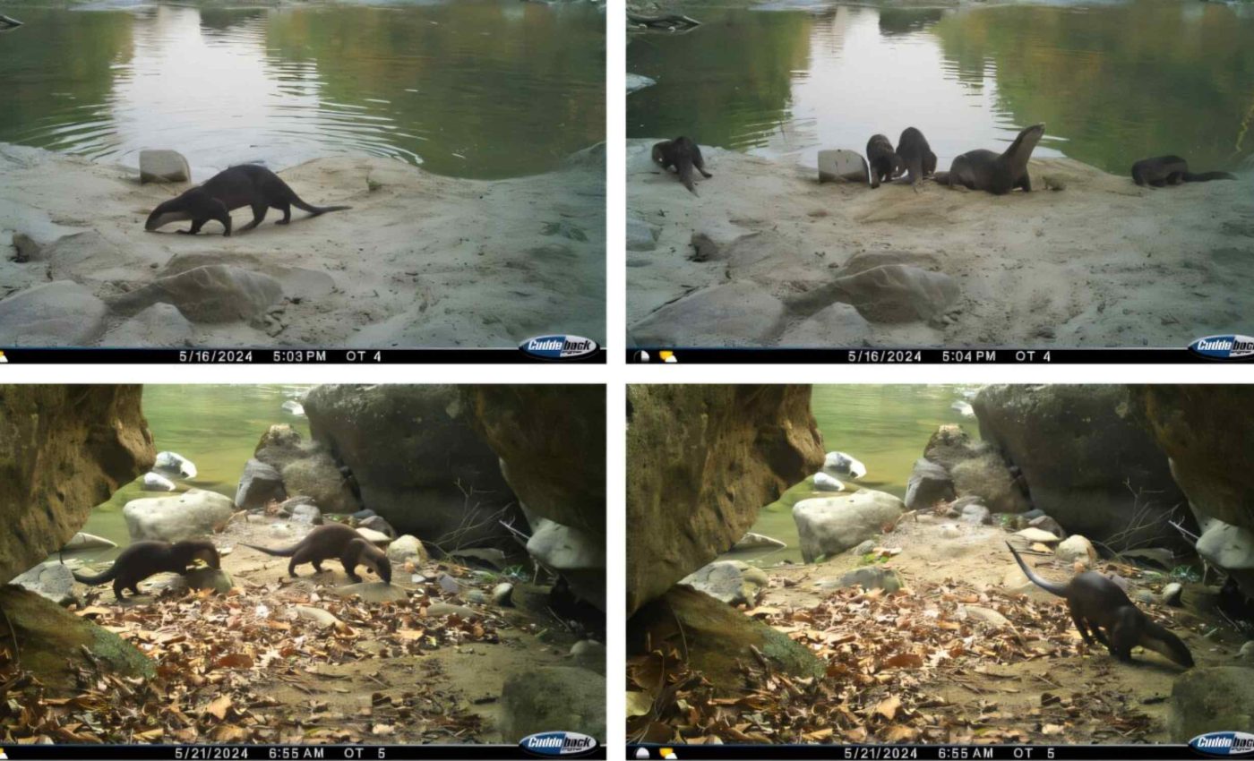 Camera traps capture a smooth-coated otter for the first time