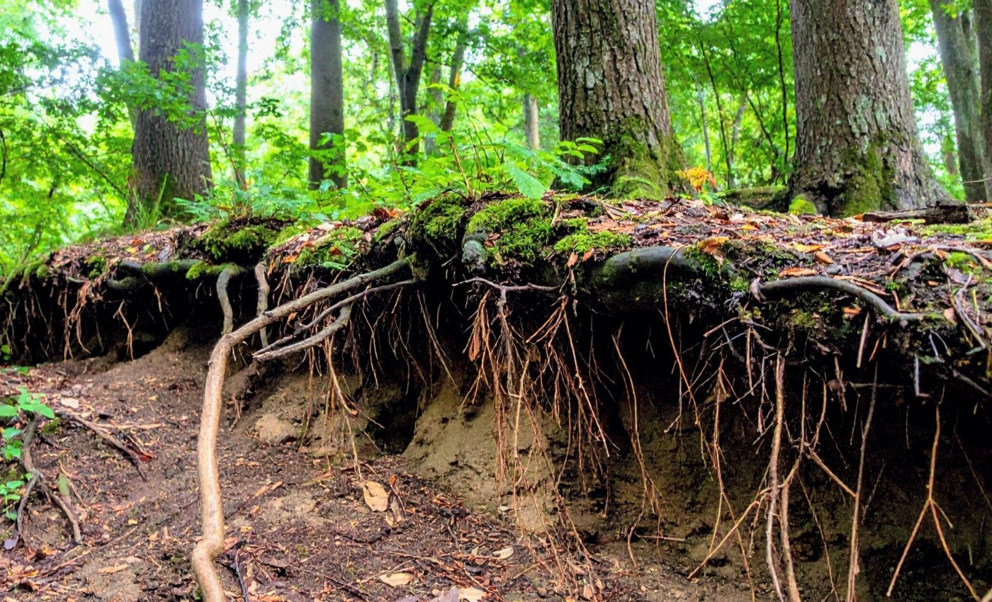 Forest soils release less nitrogen as moisture disappears