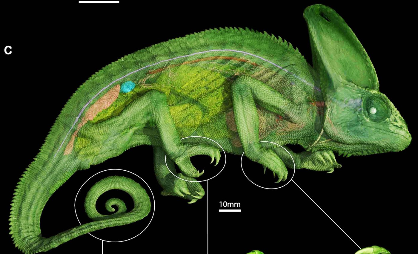 Scientists crack the 2,000-year-old mystery of chameleons’ eyes