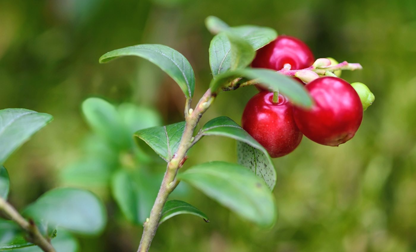 Early humans relied on plant foods much more than expected