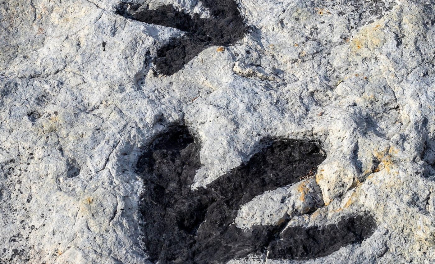 Thousands of dinosaur tracks found in Bolivia set a new world record