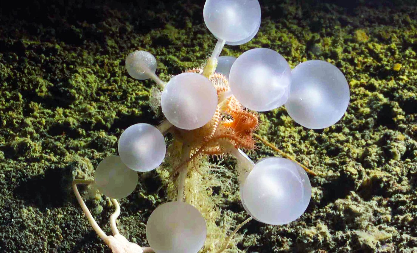 Killer sea sponge, unlike anything seen to date, traps and devours live animals