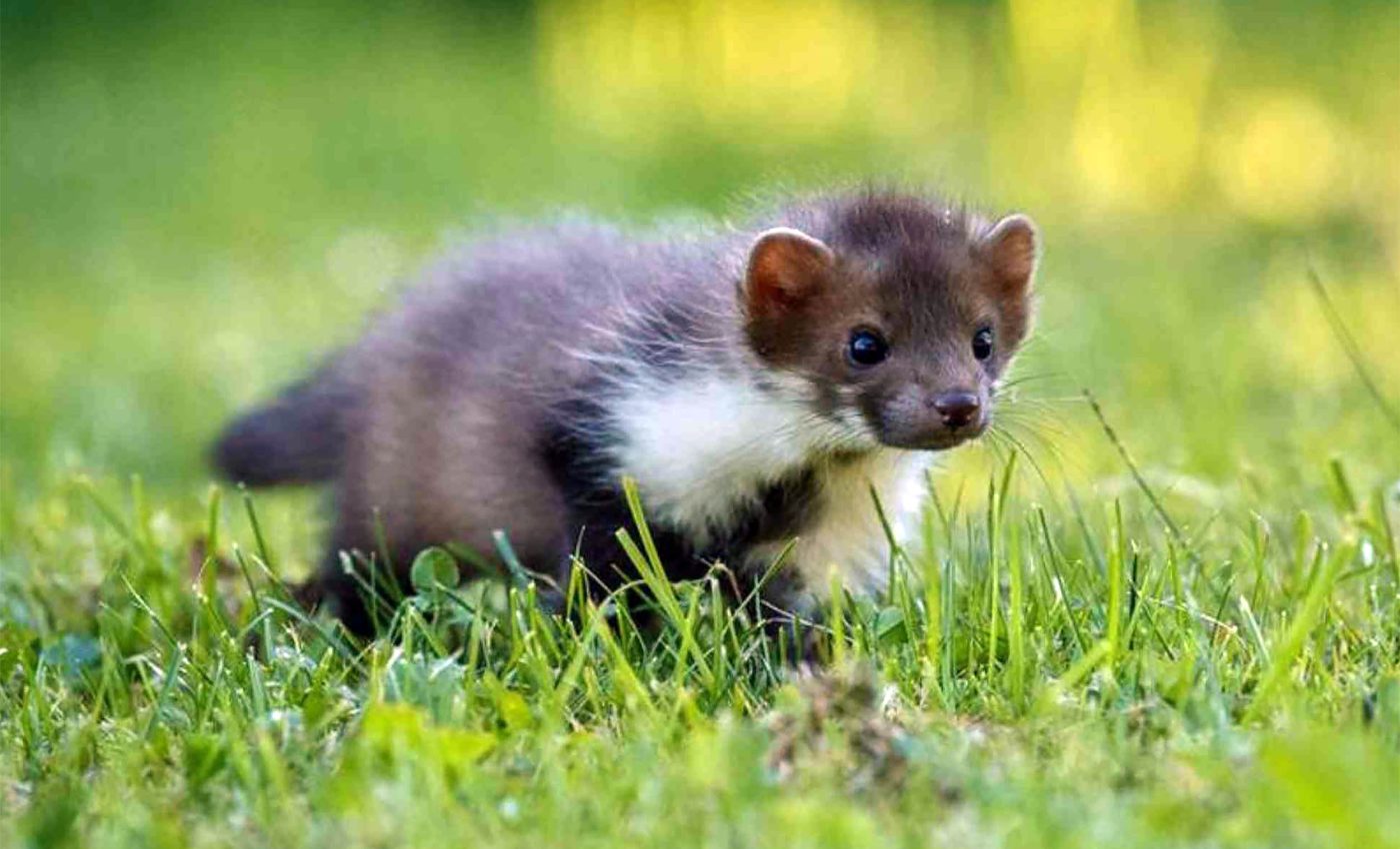 Routine expedition ended with the discovery of a unique animal with a secret ability