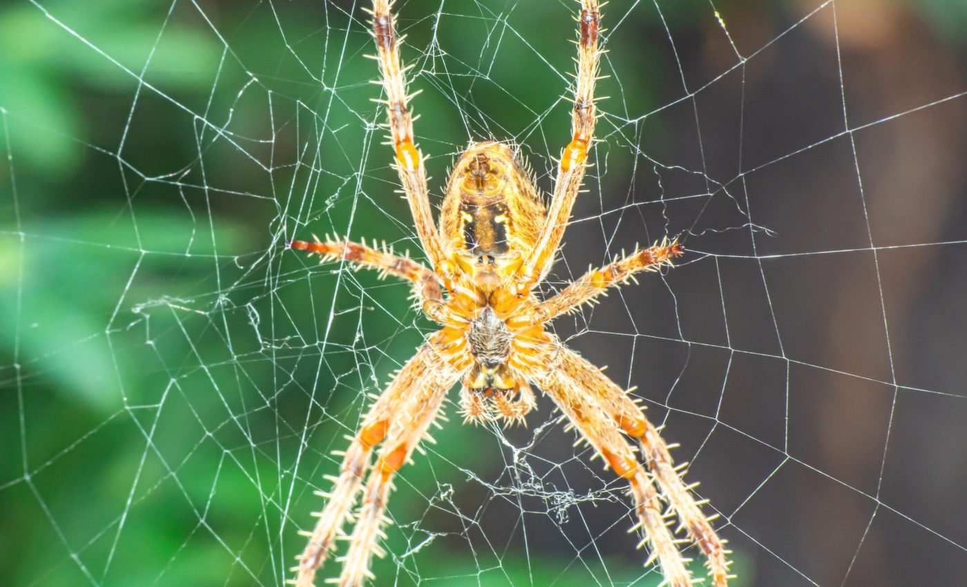 Biophobia: How the fear of nature harms public health