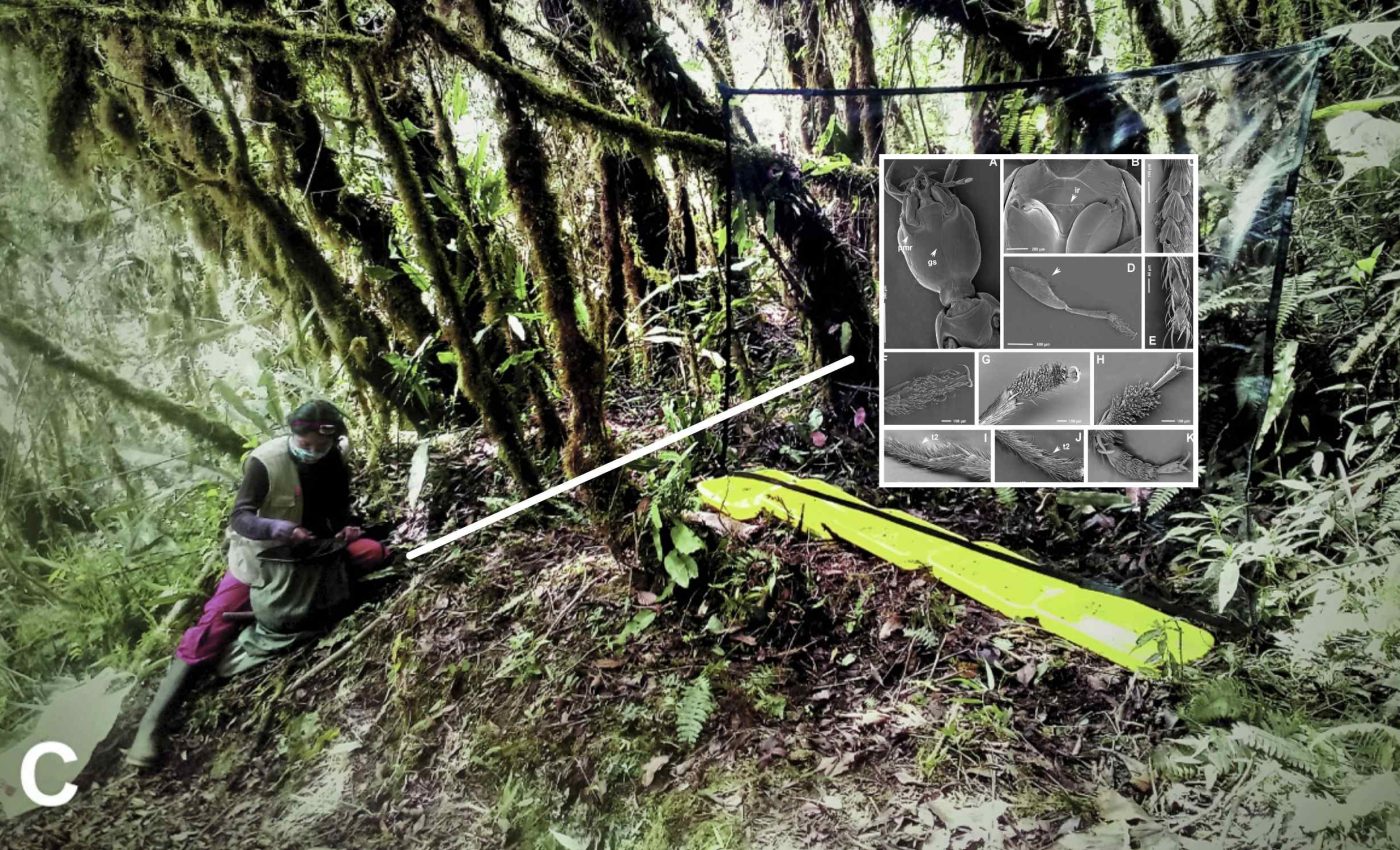 New species of metallic beetle has adapted to extreme cold