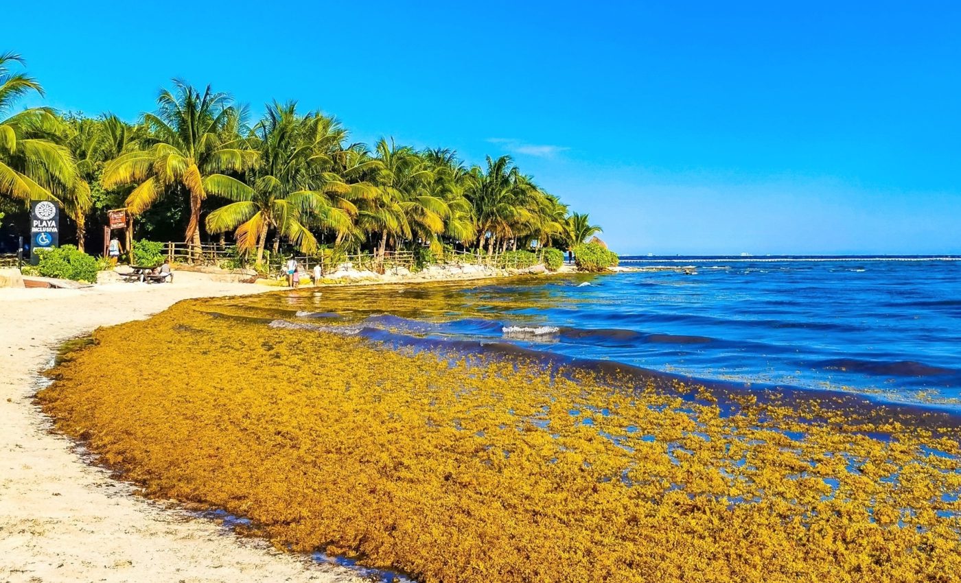 Sargassum is exploding on beaches but vanishing where it matters