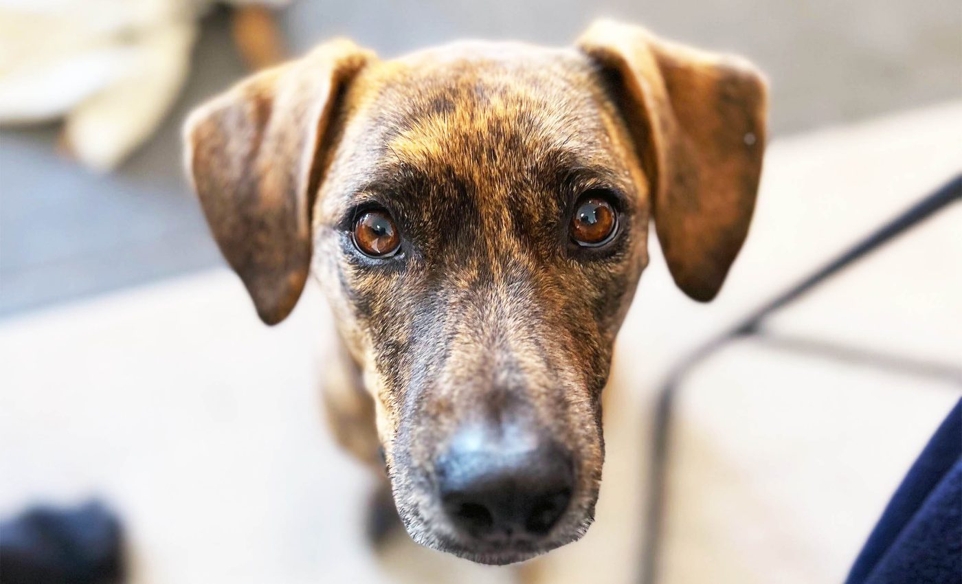 Why humans struggle to read their dogs' emotions