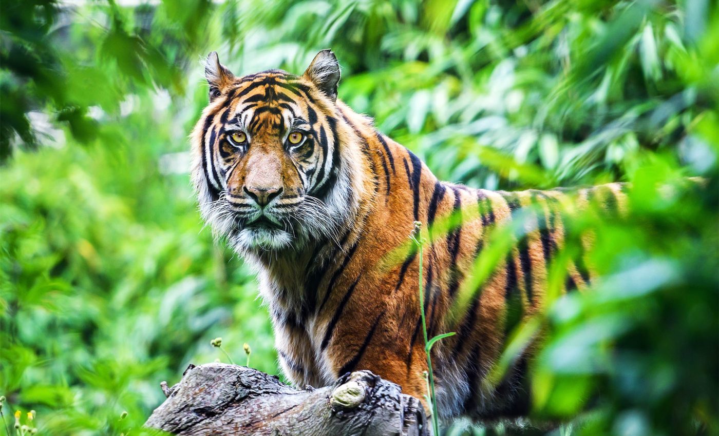 Biologists release new findings on critically endangered Sumatran tigers