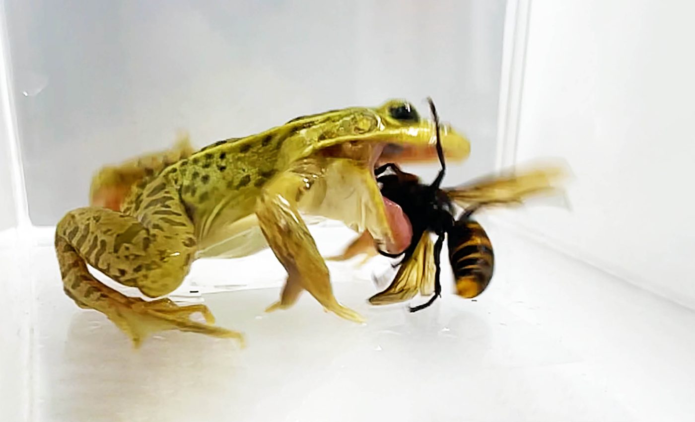 Some frogs eat hornets and endure stings that would kill a mouse