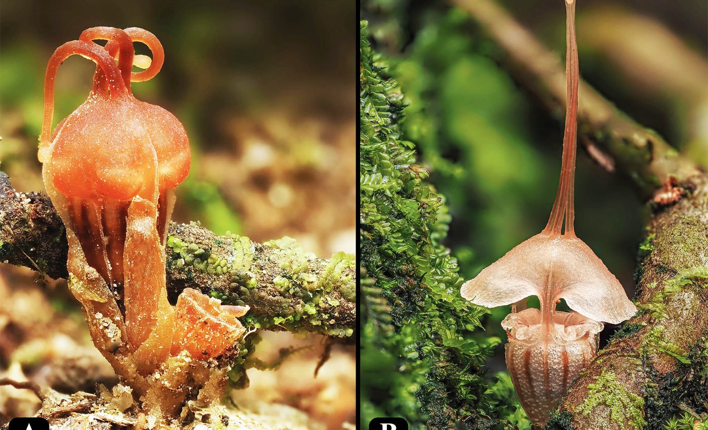 New fairy lantern species discovered that is already critically endangered