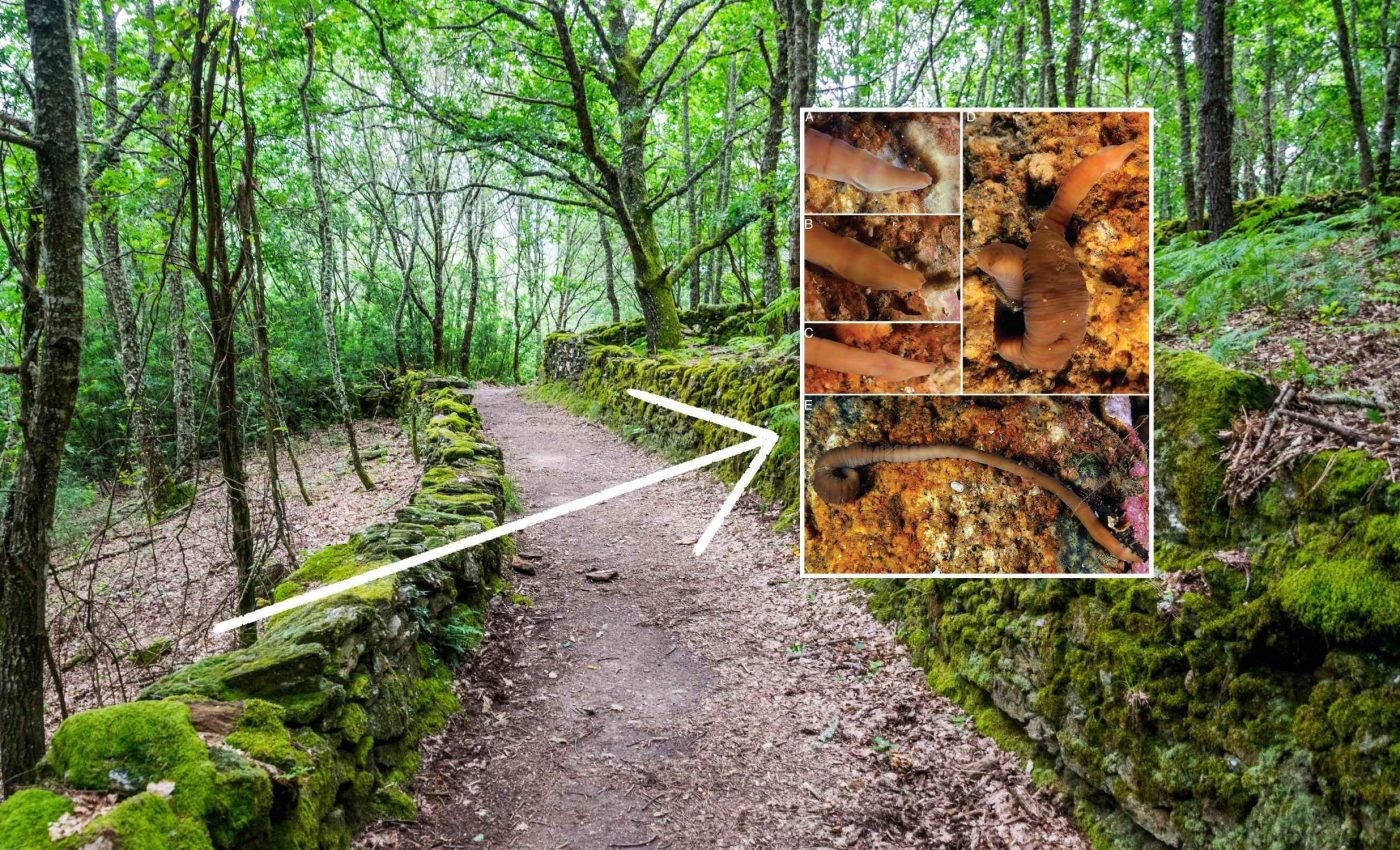 First images of a new ribbon worm species that contorts its body like an accordion